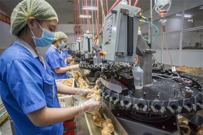 家禽孵化中心拥有世界最先进的蛋鸡生产线