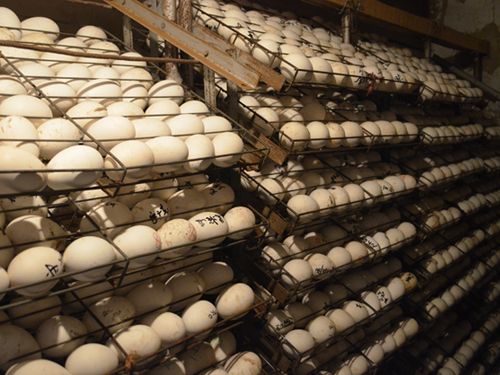 河南鹅蛋17-河南鹅苗最新价格|河南省鹤壁市平花家禽孵化中心产品展示