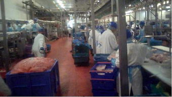 英媒卧底英国最大家禽加工厂,揭秘 毒鸡肉 黑幕